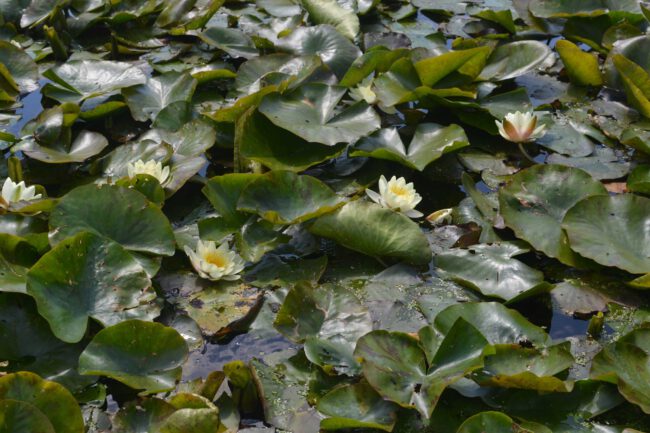 Waterlelies Groenraad Amstelveen waterlelies