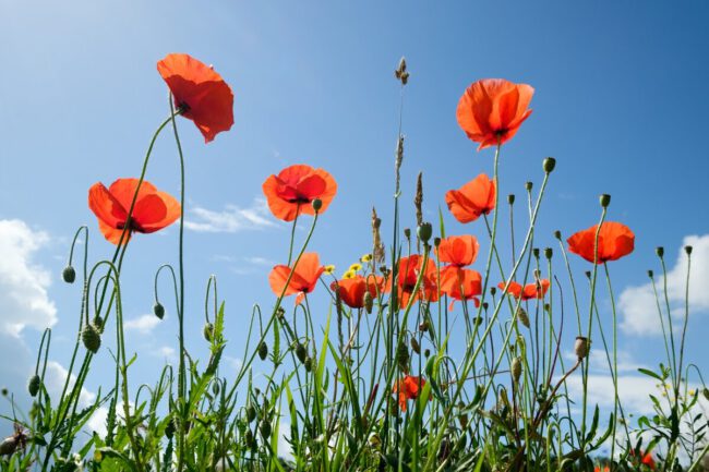 Groenraad Amstelveen klaprozen