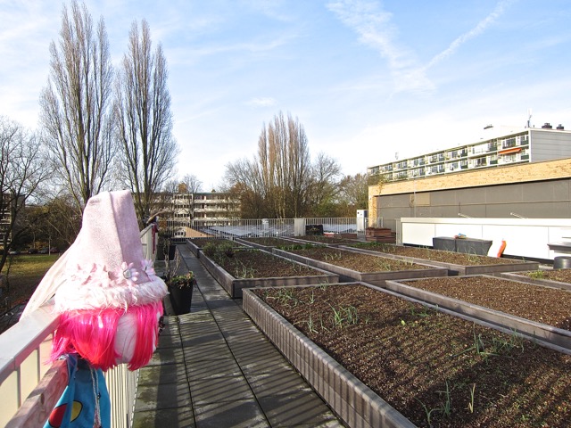 Schooltuintjes op het dak van de Roelof Venemaschool Schooltuintjes op het dak van de Roelof Venemaschool