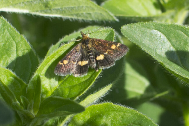Groenraad Amstelveen muntvlinder
